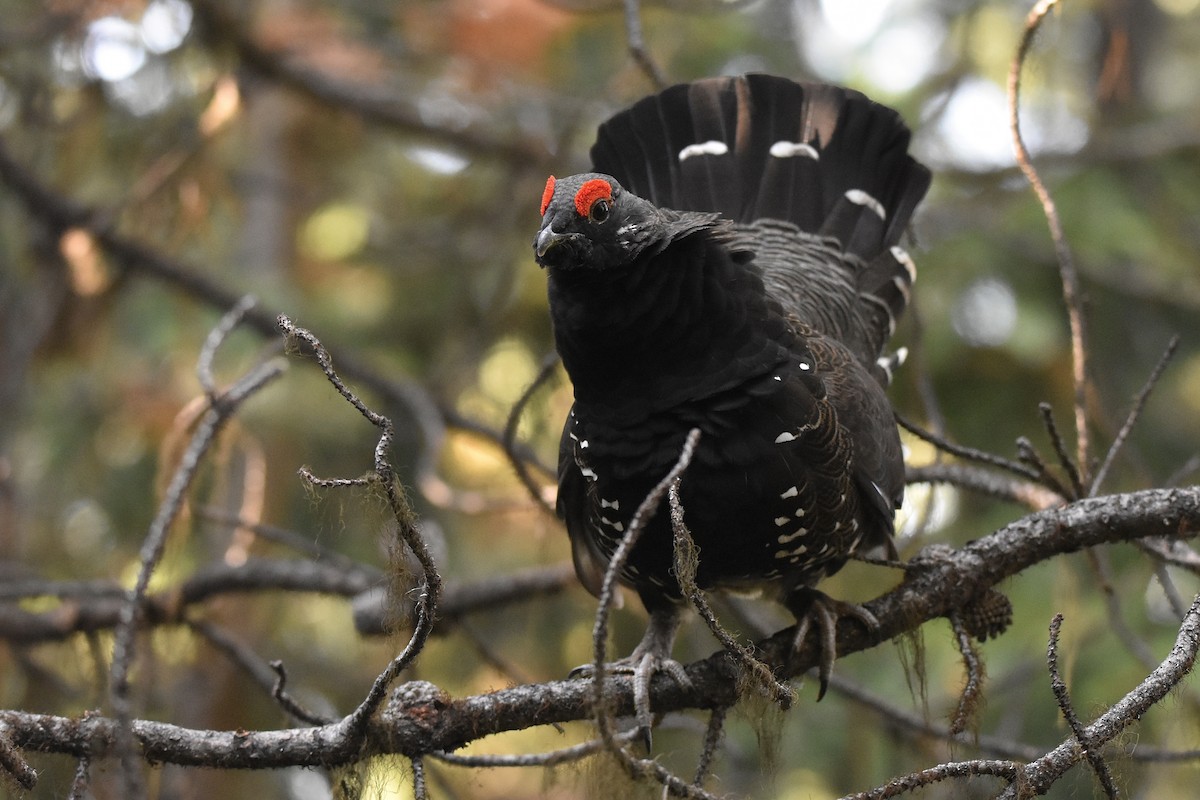 Spruce Grouse - ML642039121