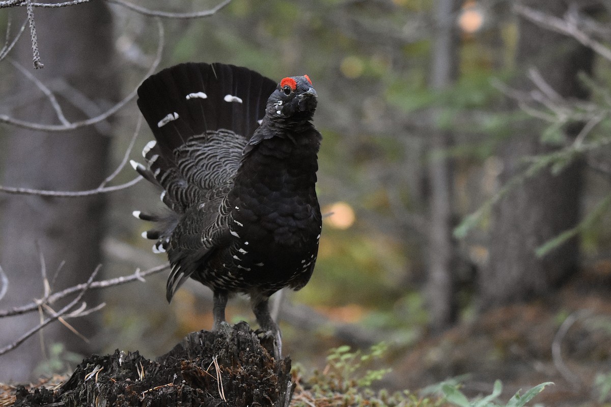 Spruce Grouse - ML642039122