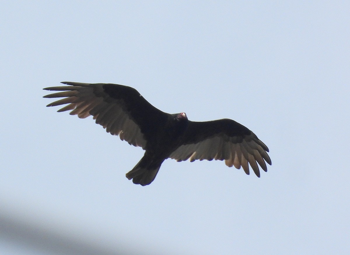 Turkey Vulture - ML642039123