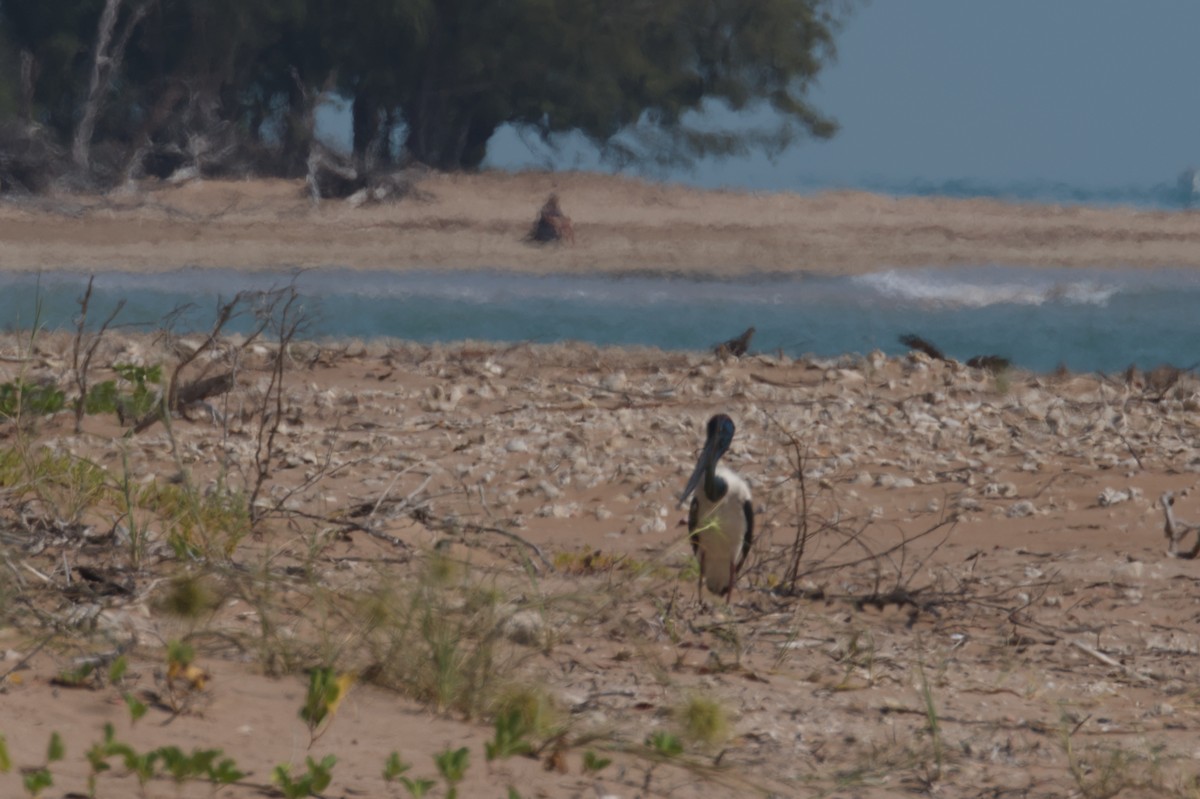 Black-necked Stork - ML642039124