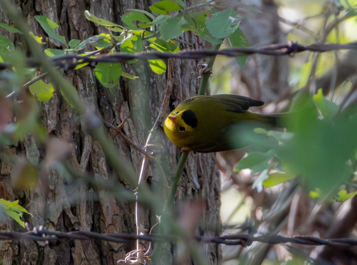 Wilson's Warbler - ML642039125