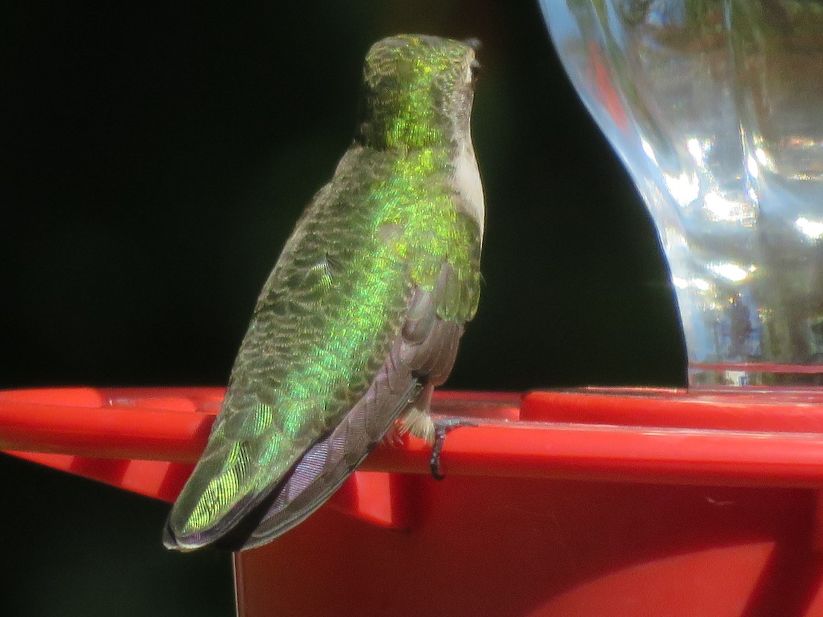 Ruby-throated/Black-chinned Hummingbird - ML642039126