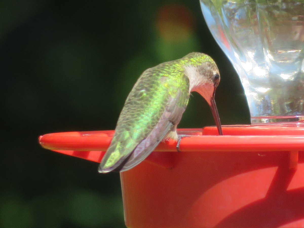 Ruby-throated/Black-chinned Hummingbird - ML642039127
