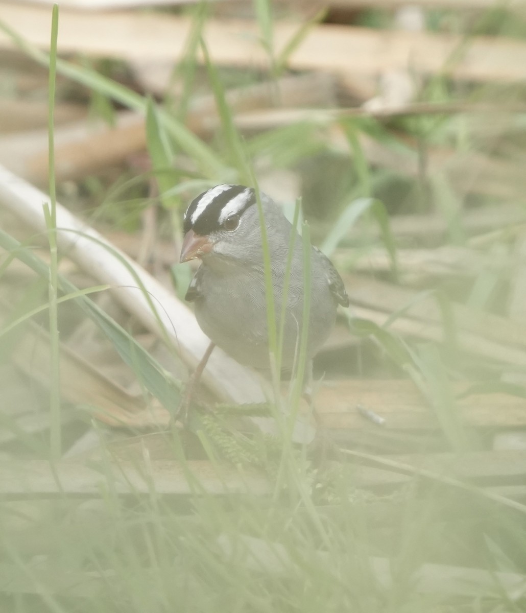 White-crowned Sparrow (Dark-lored) - ML642039128