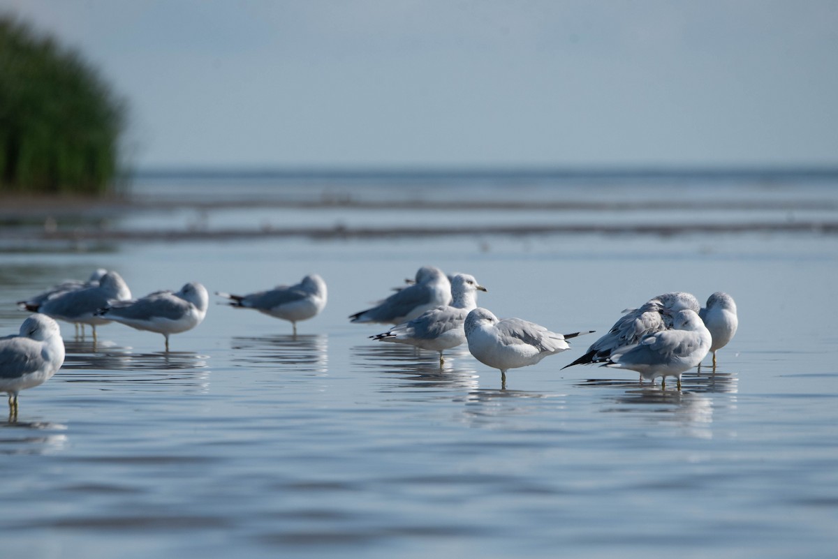 Ring-billed Gull - ML642039129