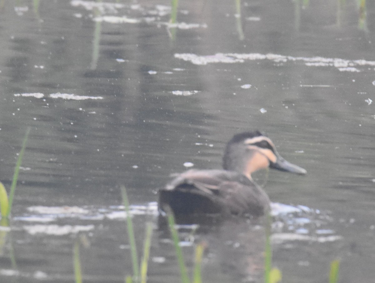 Pacific Black Duck - ML642039130