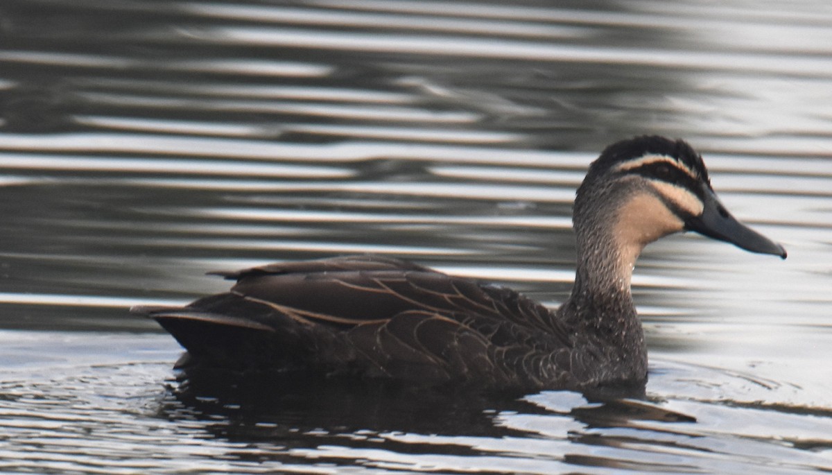 Pacific Black Duck - ML642039131