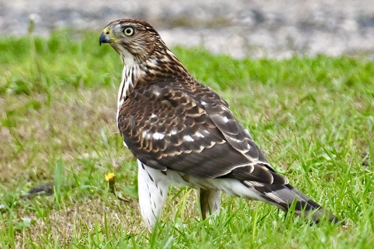 Cooper's Hawk - ML642039132