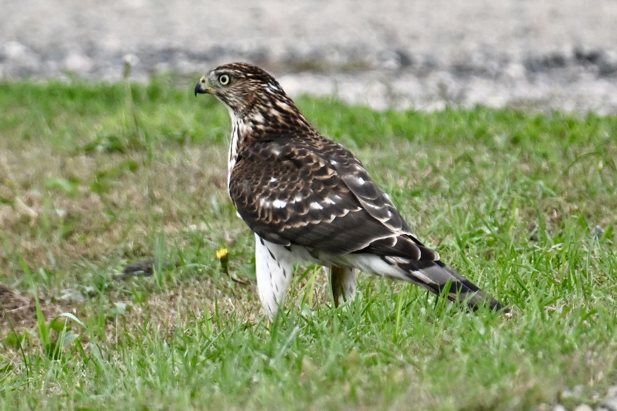 Cooper's Hawk - ML642039133