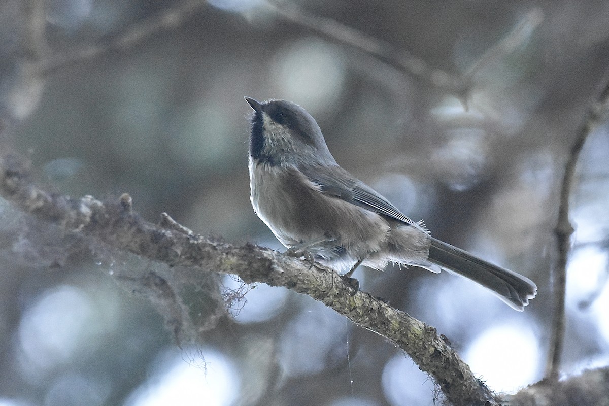 Boreal Chickadee - ML642039137