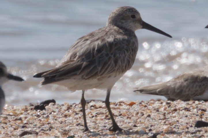 Great Knot - ML642039138