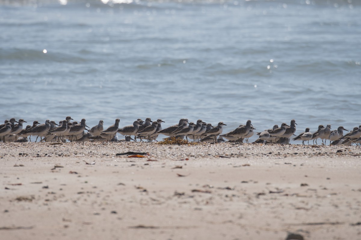 Great Knot - ML642039139