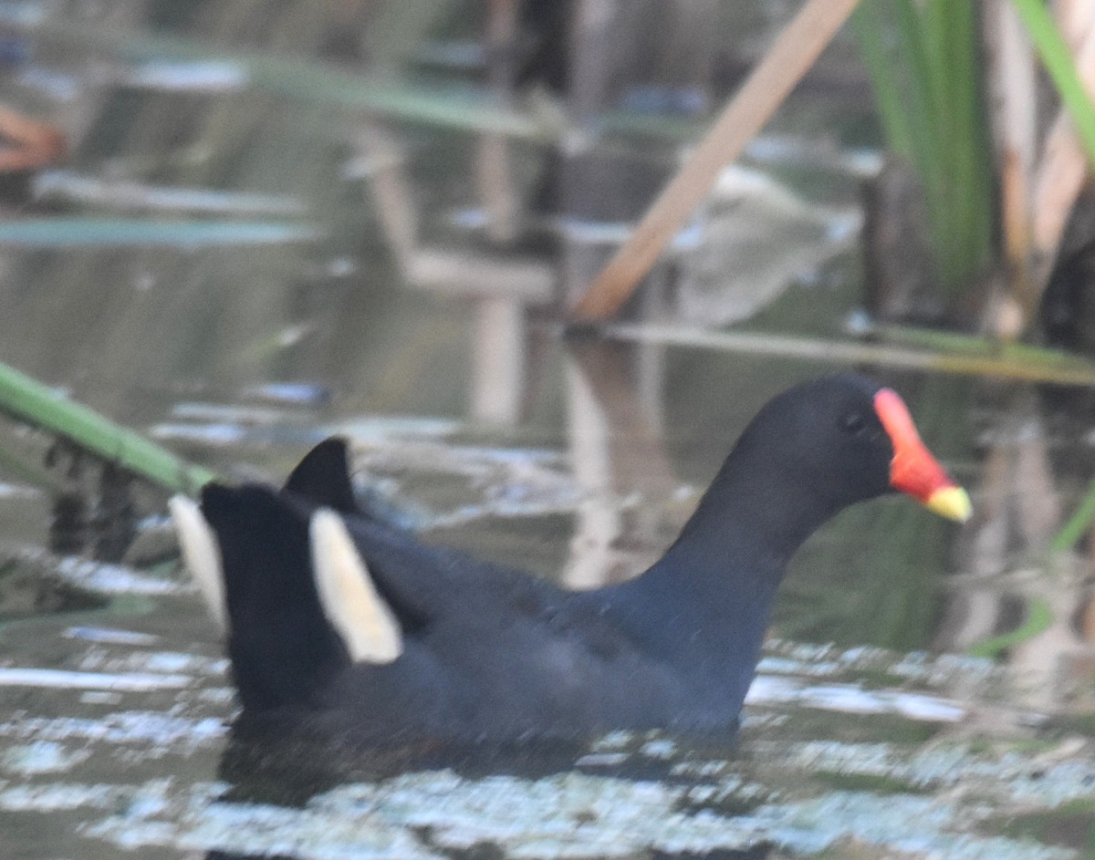 Dusky Moorhen - ML642039140