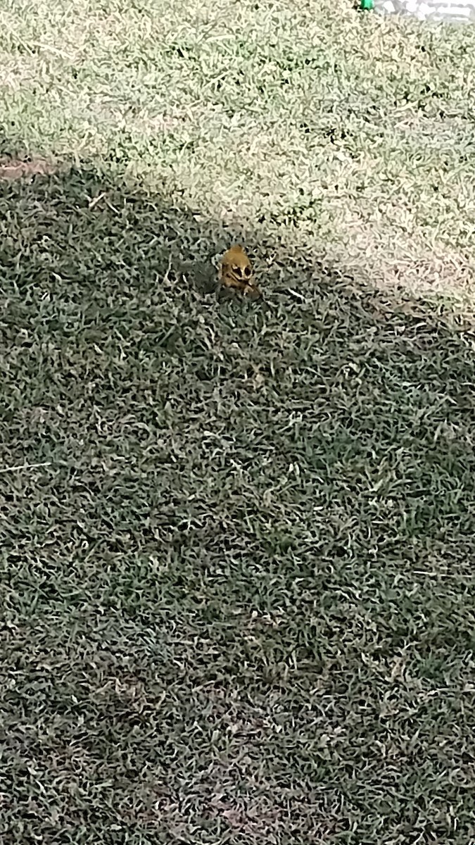 Saffron Finch - ML642039150