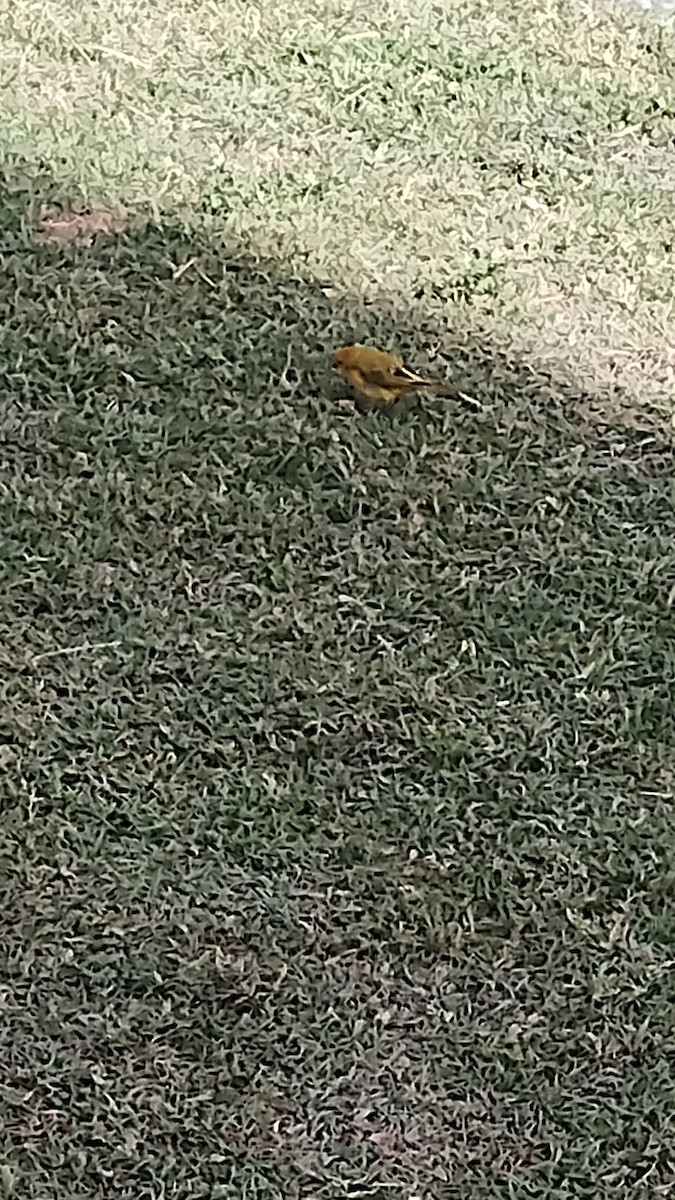 Saffron Finch - ML642039151