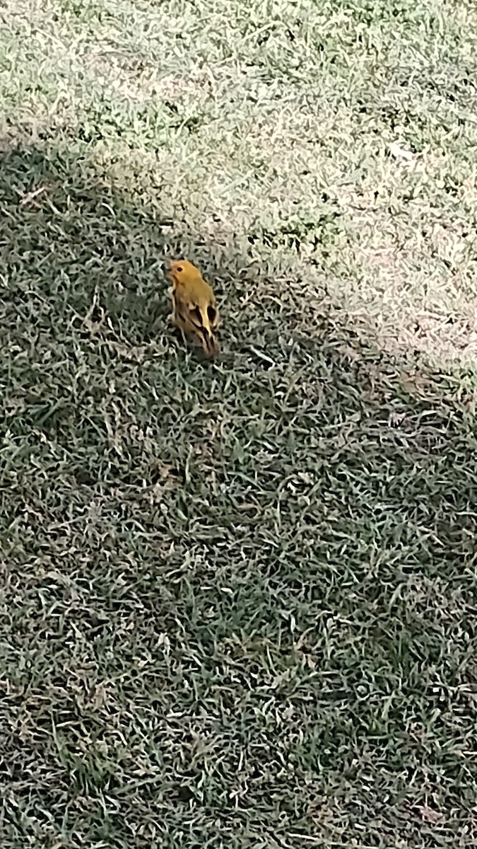 Saffron Finch - ML642039152