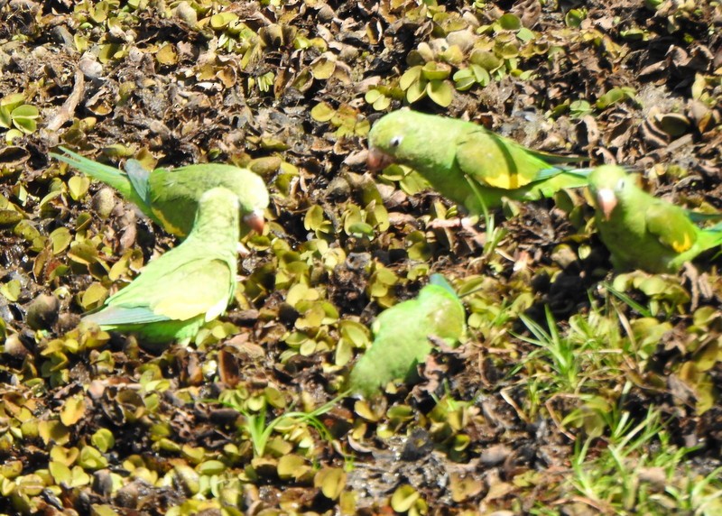 chiririparakitt - ML642039173