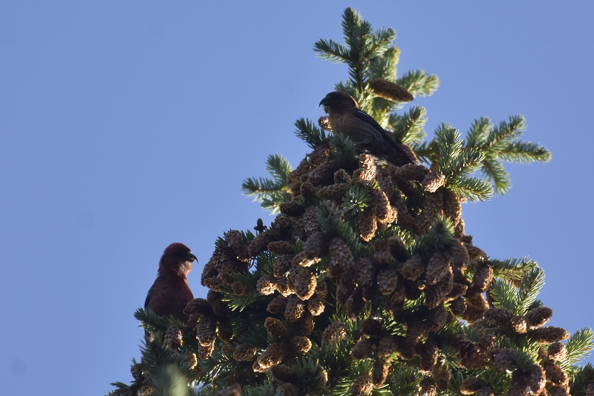 White-winged Crossbill - ML642039174