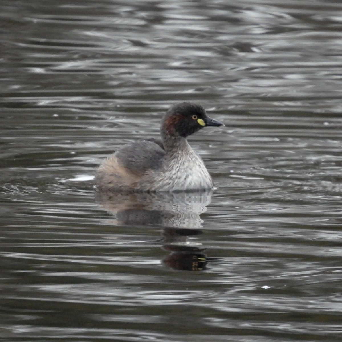 Australasian Grebe - ML642039175