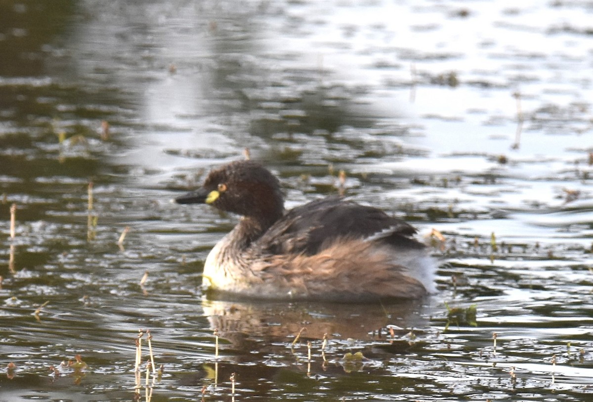 Australasian Grebe - ML642039178