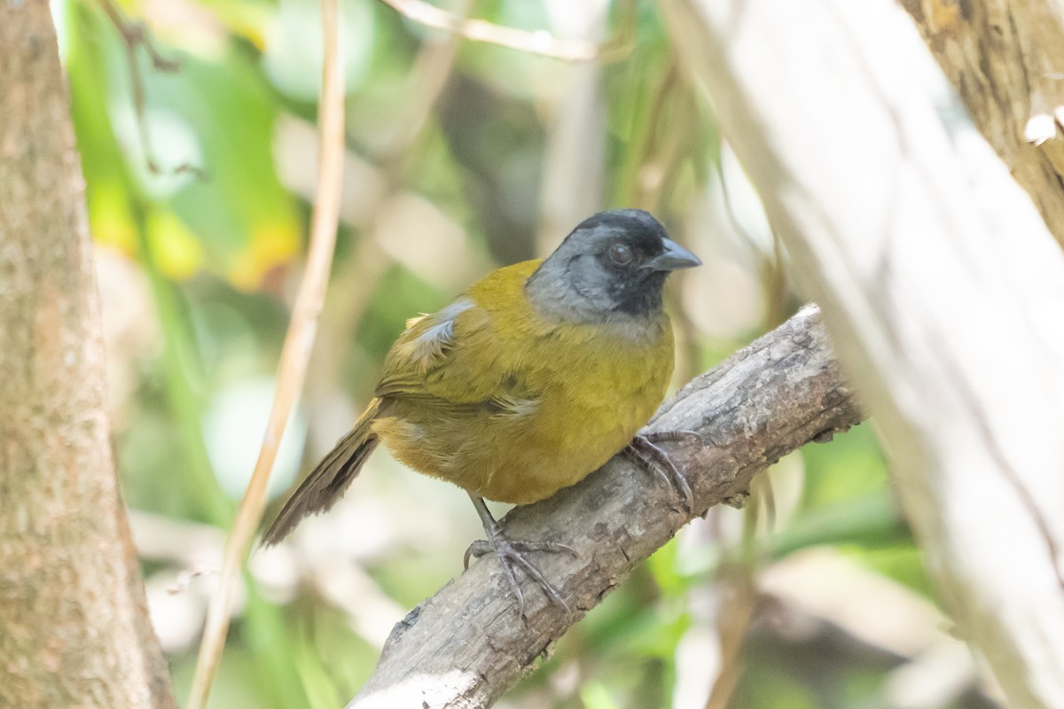 Large-footed Finch - ML642039185