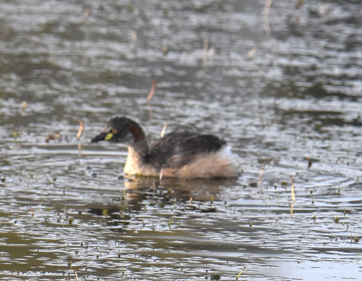 Australasian Grebe - ML642039186