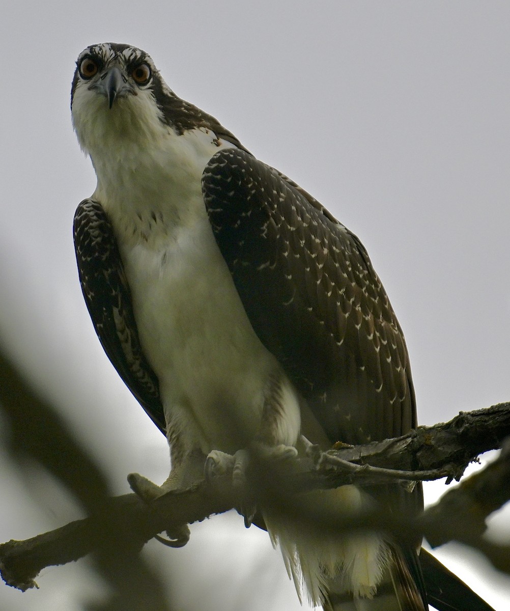Osprey - ML642039187