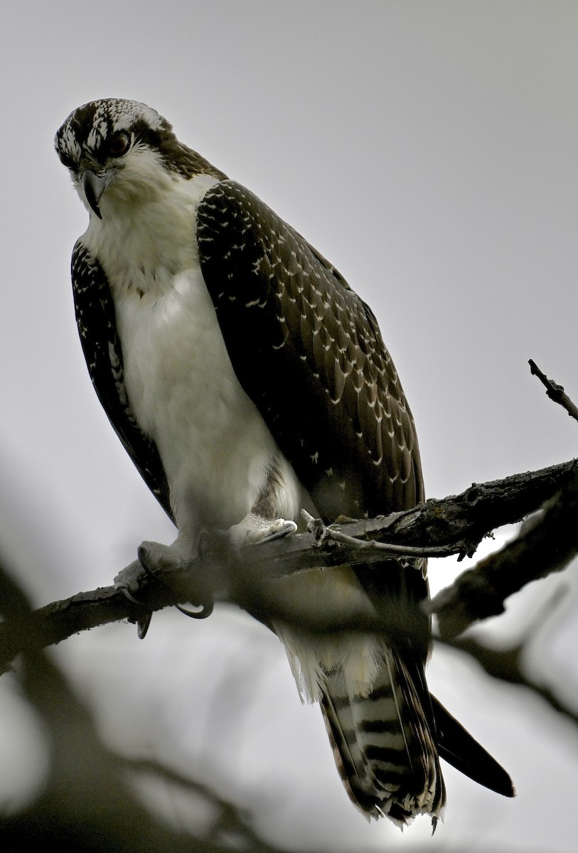 Osprey - ML642039188