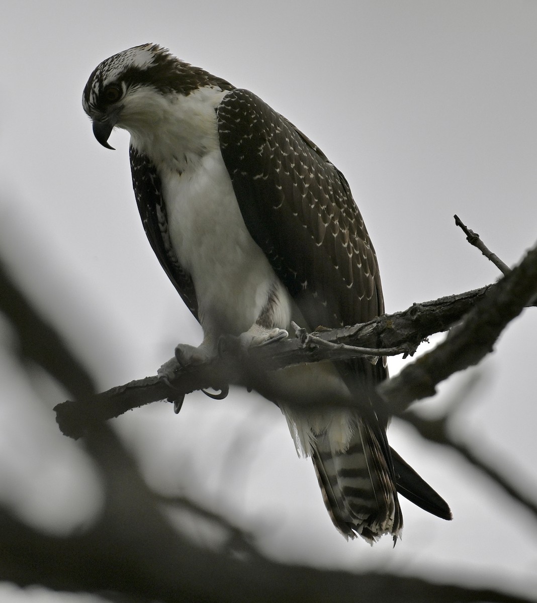 Osprey - ML642039189