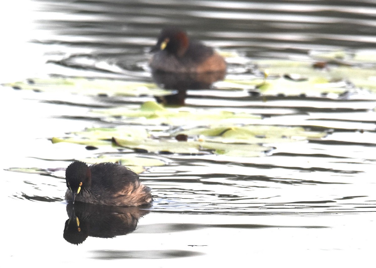 Australasian Grebe - ML642039222