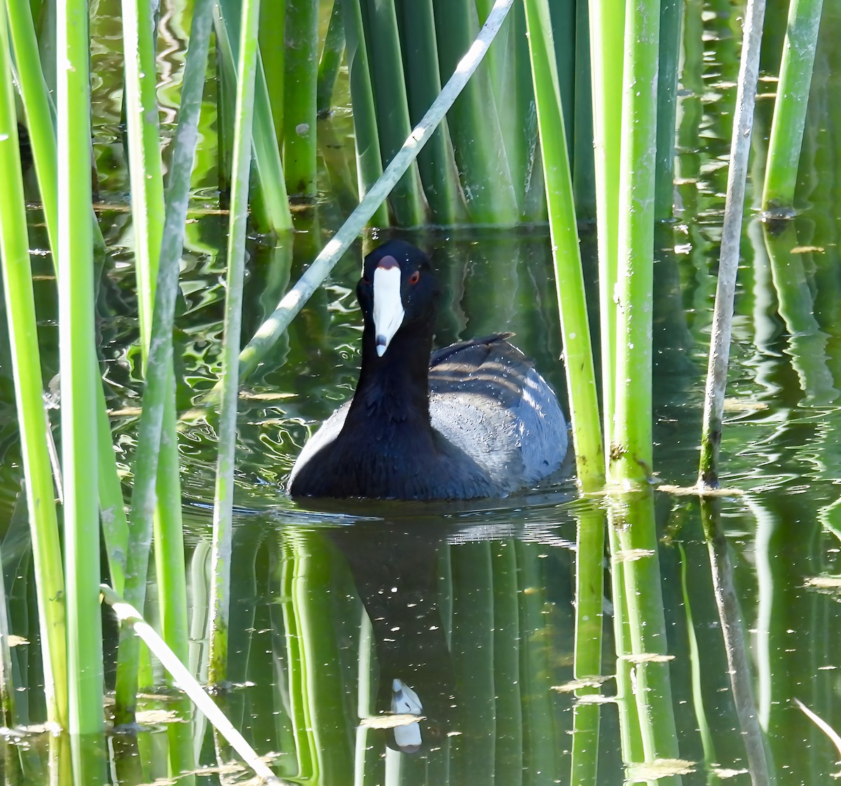 American Coot - ML642039224