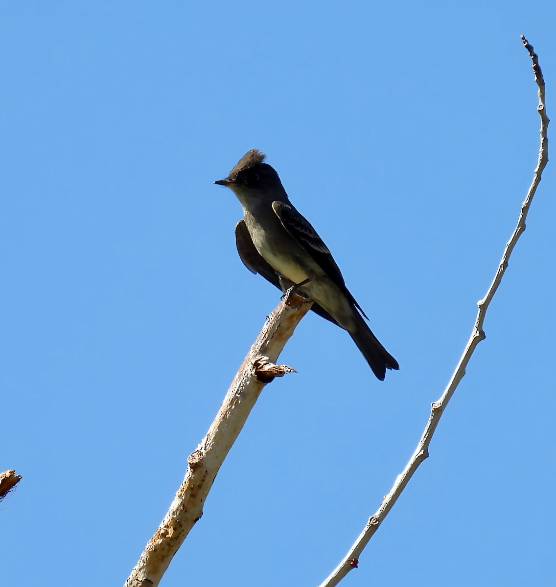 Western Wood-Pewee - ML642039245