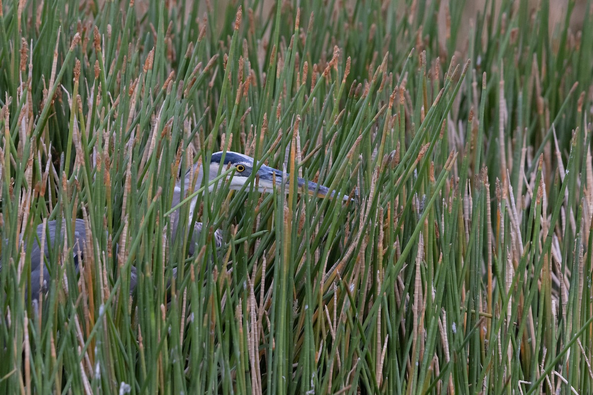 Great Blue Heron - ML642039246