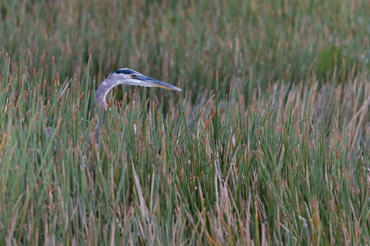 Great Blue Heron - ML642039247