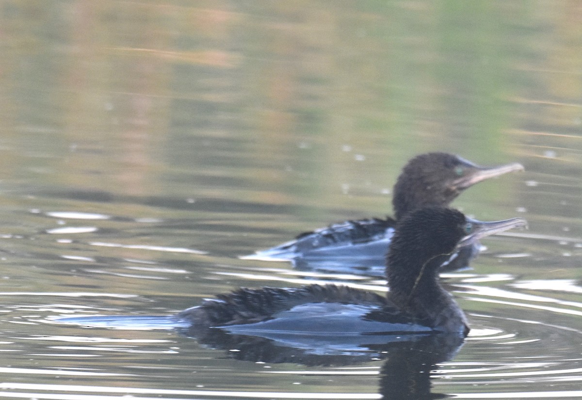Little Black Cormorant - ML642039248