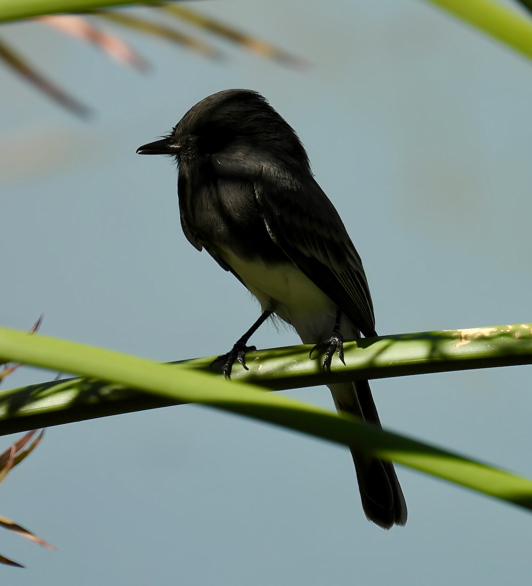 Black Phoebe - ML642039253