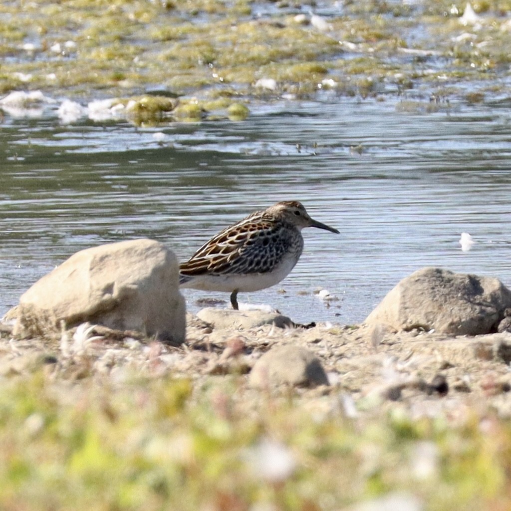 Txirri pektorala - ML642039256