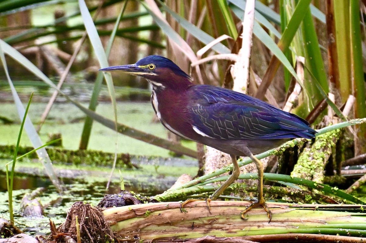 Green Heron - ML642039259