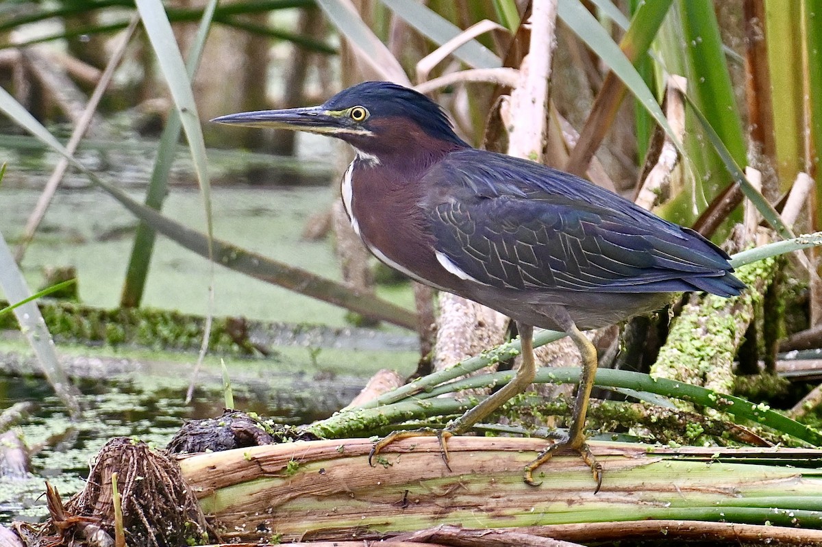 Green Heron - ML642039260