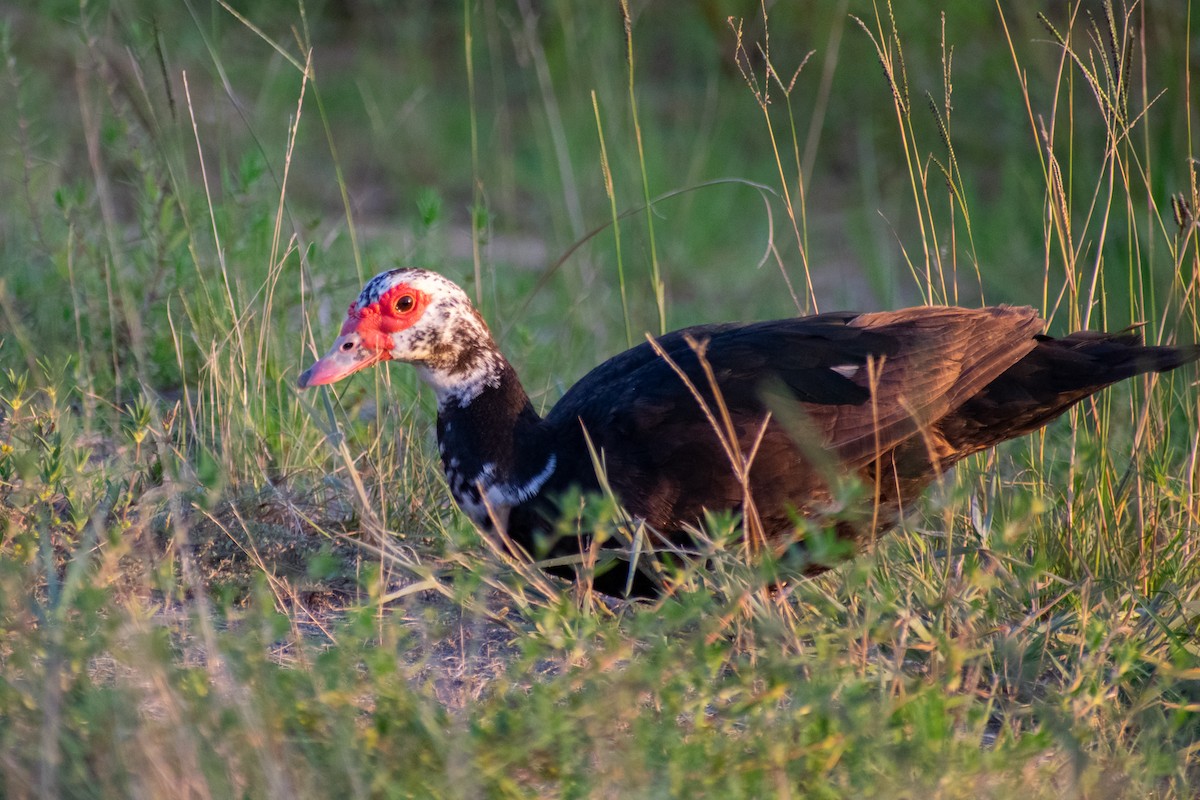 Muscovy Duck (Domestic type) - ML642039272