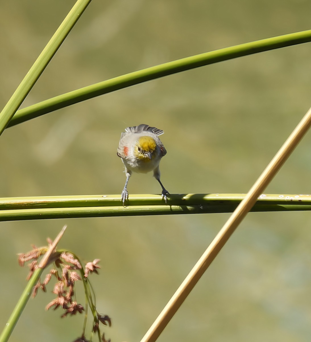 Verdin - ML642039274