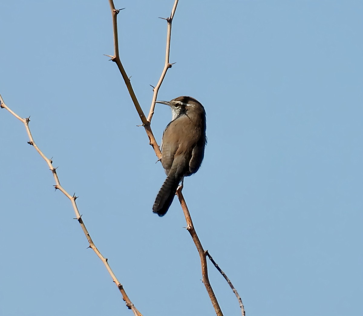 Bewick's Wren - ML642039276