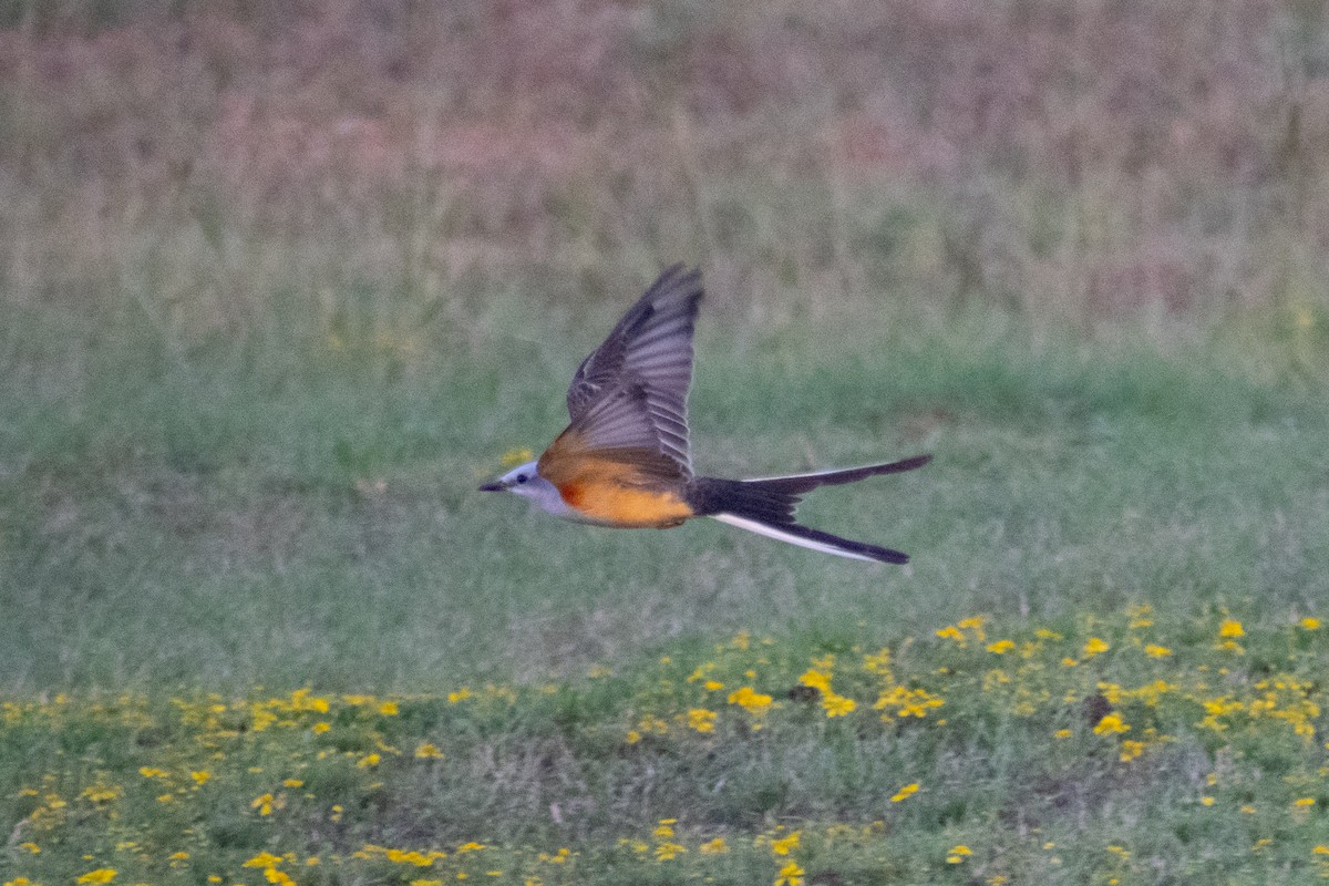 Scissor-tailed Flycatcher - ML642039278