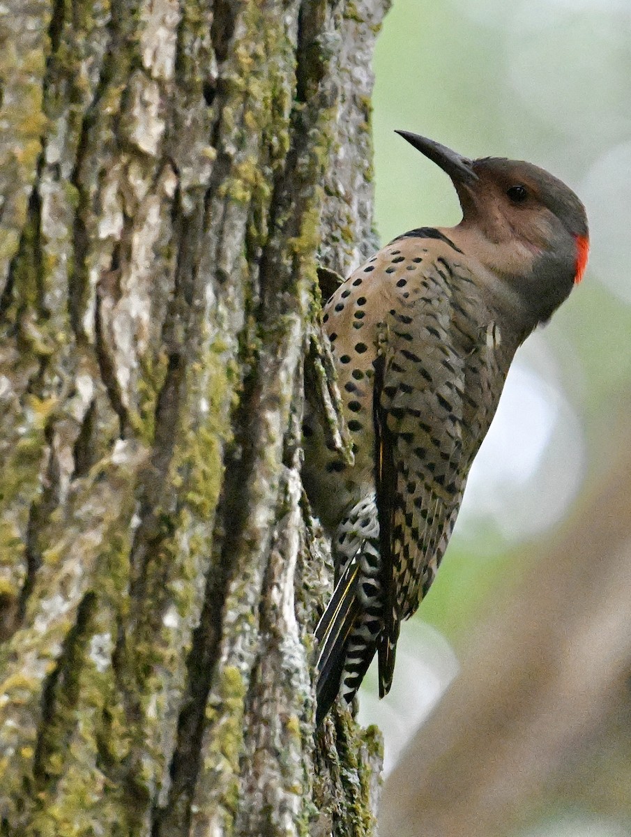 Northern Flicker - ML642039280