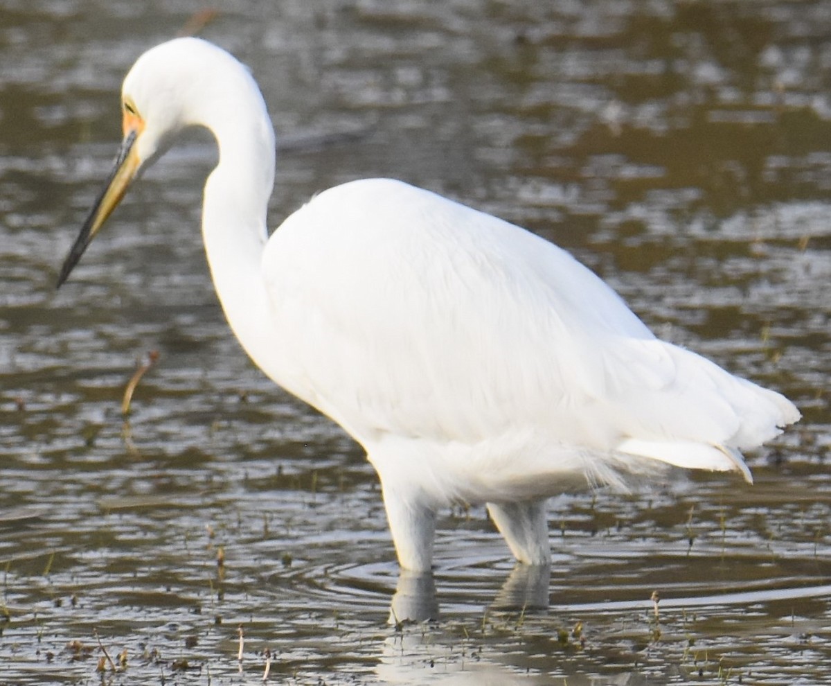 Little Egret - ML642039283