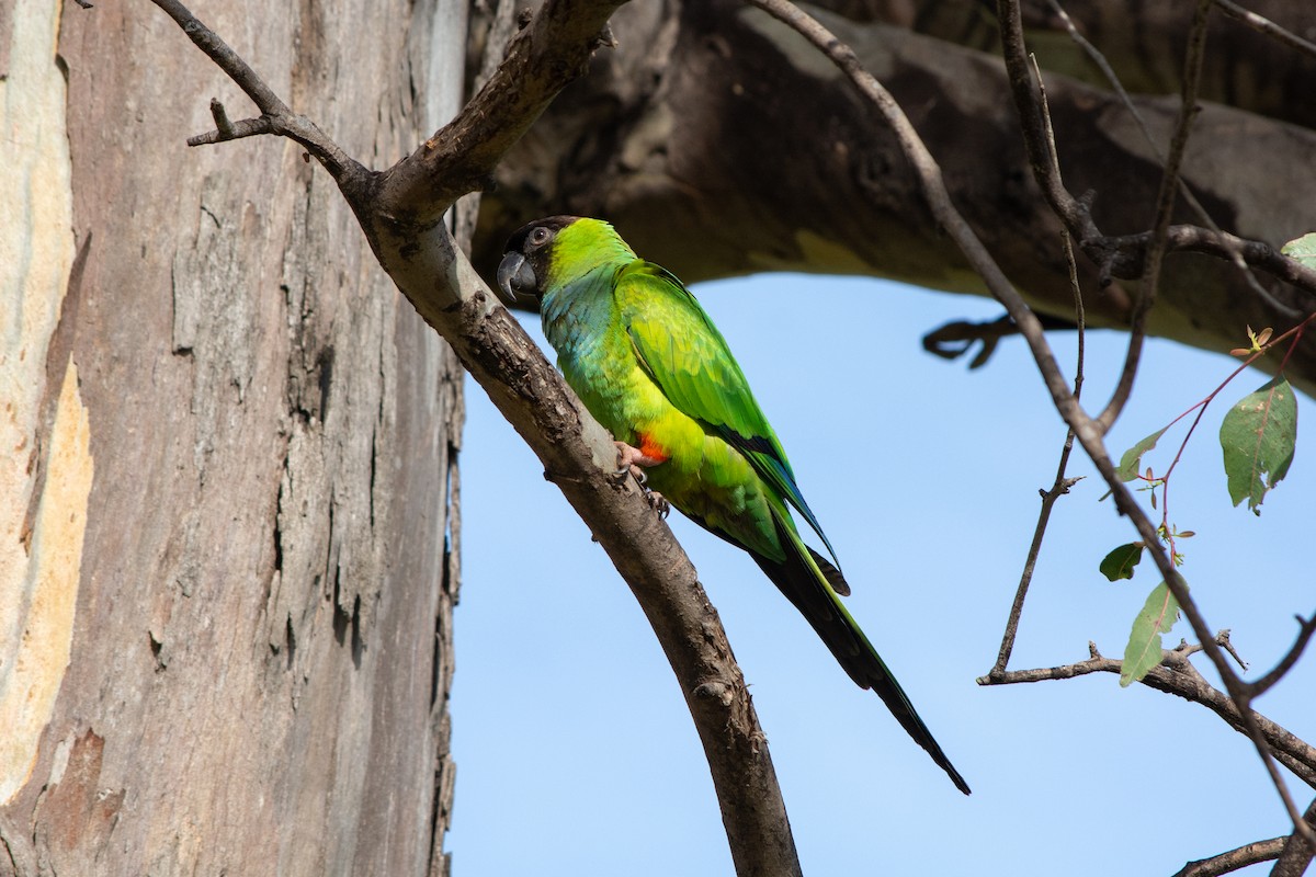 Nanday Parakeet - ML642039286
