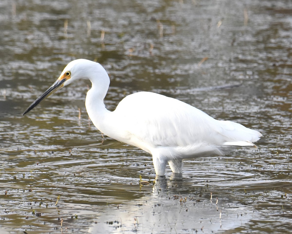 Little Egret - ML642039287