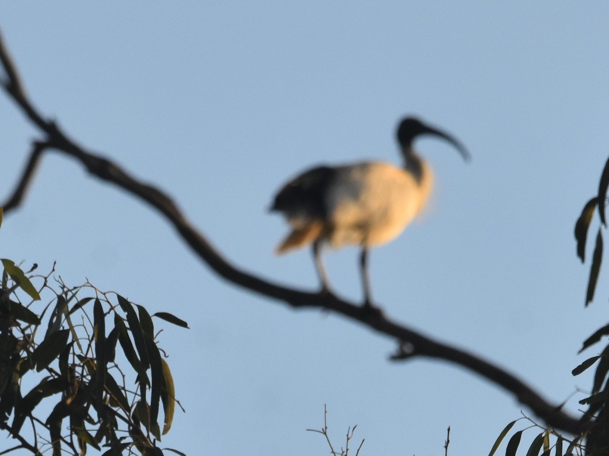 Australian Ibis - ML642039288