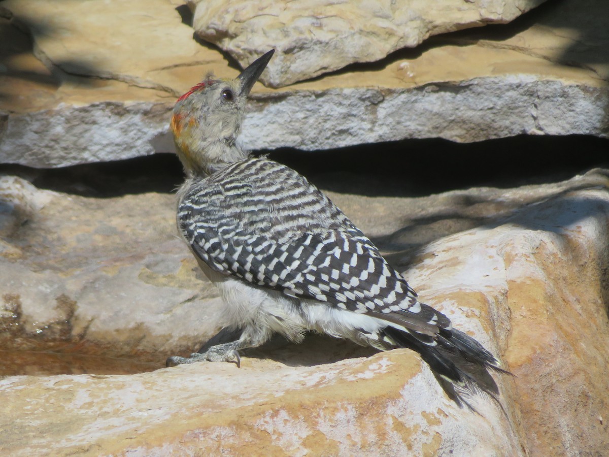 Golden-fronted Woodpecker - ML642039289