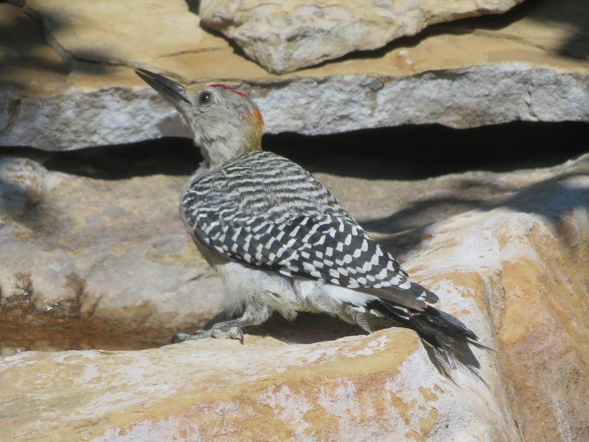 Golden-fronted Woodpecker - ML642039290